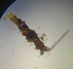 Aulophorus furcatus