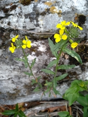 Erysimum odoratum
