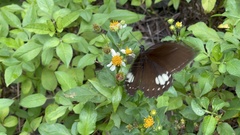 Papilio castor formosanus