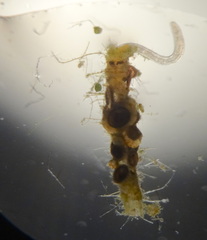 Aulophorus furcatus