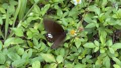 Papilio castor formosanus