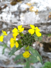 Erysimum odoratum