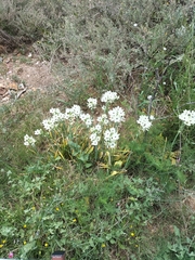 Ornithogalum arabicum