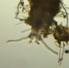 Aulophorus furcatus