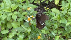 Papilio castor formosanus