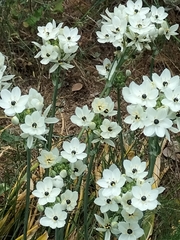 Ornithogalum arabicum