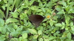 Papilio castor formosanus