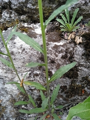 Erysimum odoratum