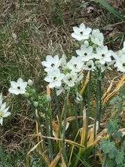 Ornithogalum arabicum