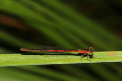 Agriocnemis rubricauda