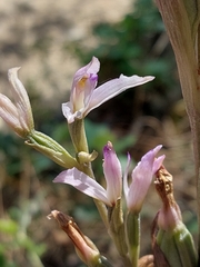 Limodorum trabutianum