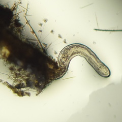 Aulophorus furcatus