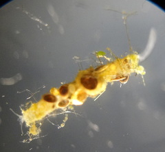 Aulophorus furcatus