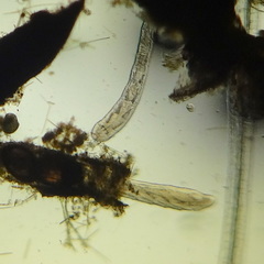 Aulophorus furcatus