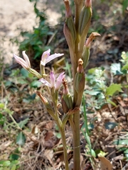 Limodorum trabutianum