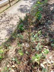 Limodorum trabutianum