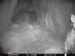 Hyaena hyaena