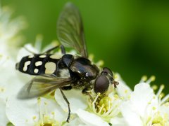 Sericomyia lata