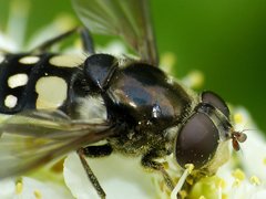 Sericomyia lata