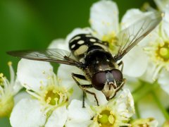 Sericomyia lata