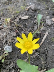 Ficaria verna