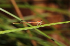 Agriocnemis rubricauda