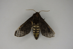 Coenotes eremophilae