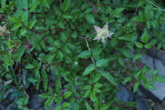 Rubus pungens oldhamii
