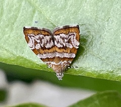 Choreutis periploca