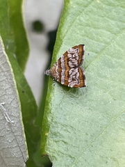 Choreutis periploca
