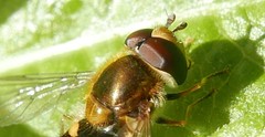 Eupeodes nitens