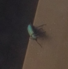 Psilothrix viridicoerulea