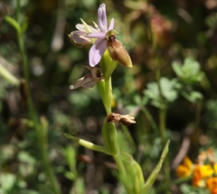 Ophrys lunulata