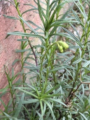 Senecio inaequidens
