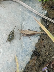 Ergatettix dorsifera