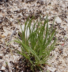 Plantago holosteum