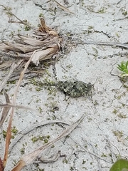 Ergatettix dorsifera