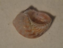 Tricolia pullus
