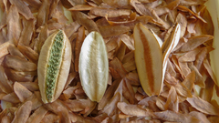 Flindersia schottiana