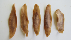 Flindersia schottiana