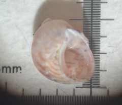 Tricolia pullus
