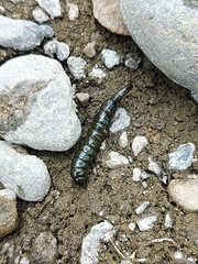 Stenopsyche marmorata