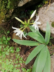 Pancratium illyricum