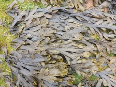 Fucus serratus