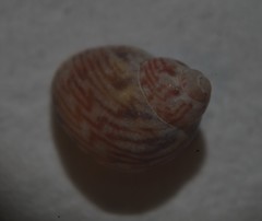 Tricolia pullus