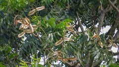 Flindersia schottiana