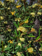 Phebalium graniticola