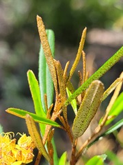 Phebalium graniticola