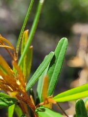 Phebalium graniticola