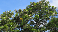 Flindersia schottiana